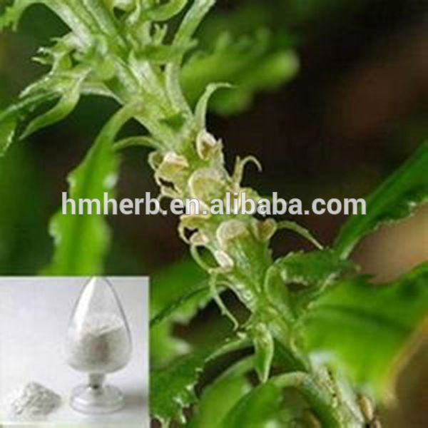 Huperzia Serrate Extract Huperzine A 1%~98%