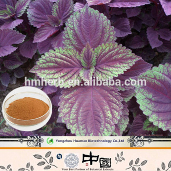 Perilla extract rosmarinic acid