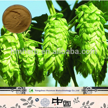 Best Price Natural Hops Flower Extract 