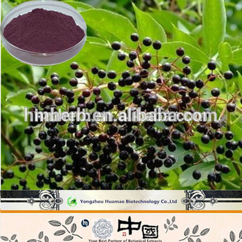 Wild Elderberry Extract Anthocyanin