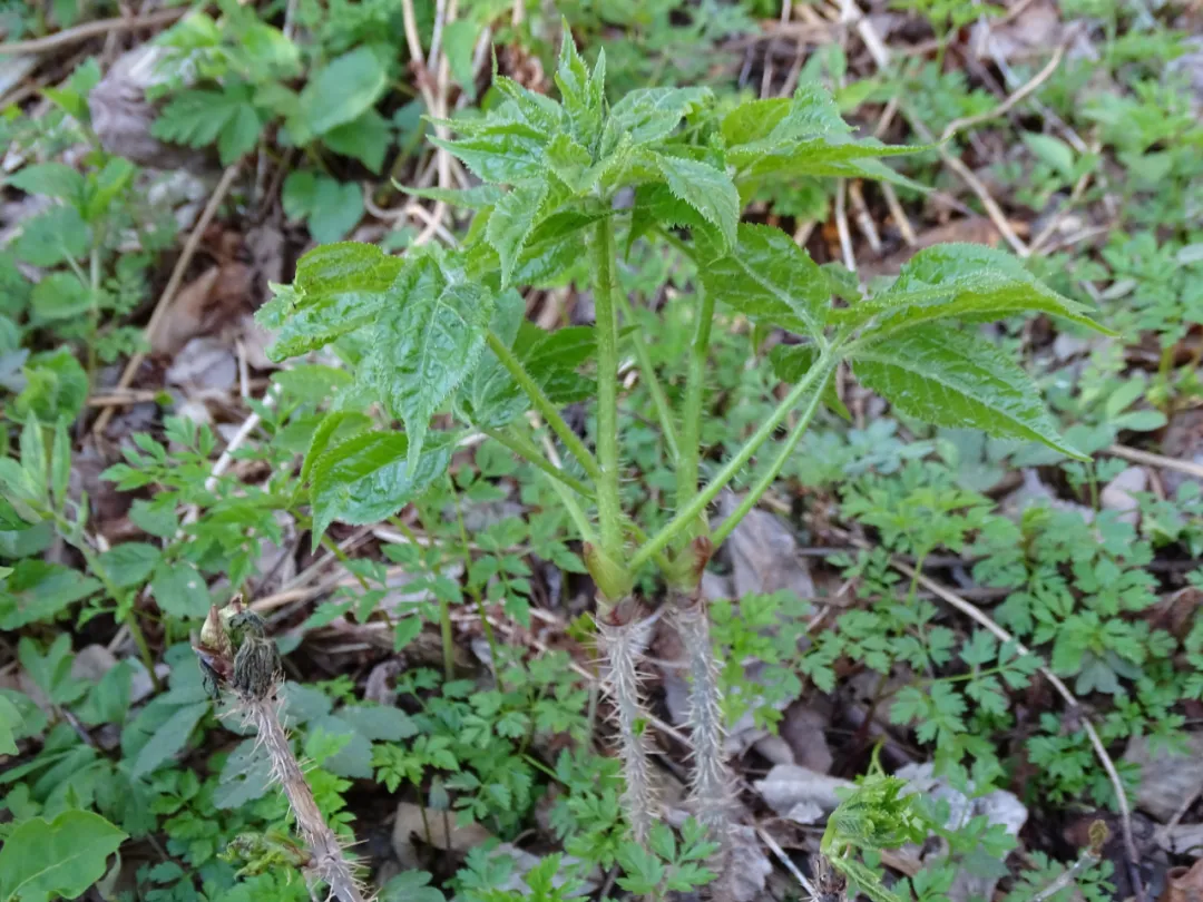 刺五加中药中草药中医药材_3840X2160_高清视频素材下载(编号:8535457)_实拍视频_光厂(VJ师网) www.vjshi.com